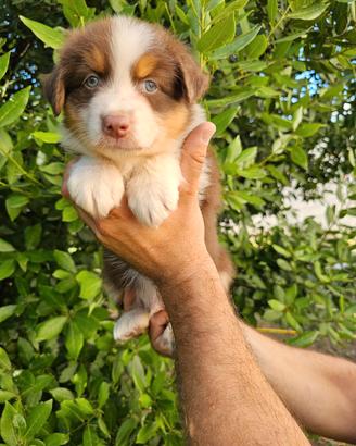 cuccioli di pastore australiano 
