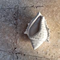 conchiglia 