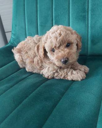 Barboncini toy
