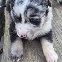 Pastore bergamasco-australiano