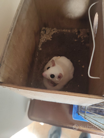 Petauro dello zucchero