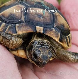 Tartaruga terrestre Testudo Graeca