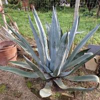 Pianta di Agave