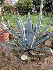 Pianta di Agave