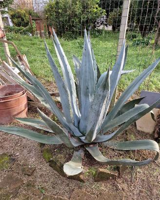 Pianta di Agave