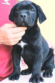 Cane Corso