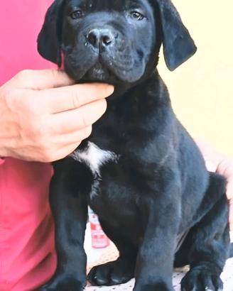 Cane Corso