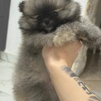 Spitz di Pomerania