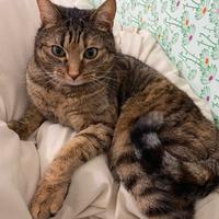 Trova il maestro, trova il maestro