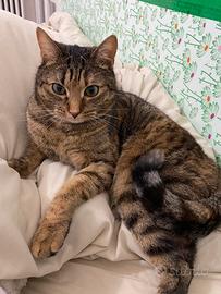 Trova il maestro, trova il maestro