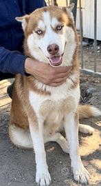 Husky femmina 6 mesi