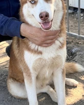 Husky femmina 6 mesi