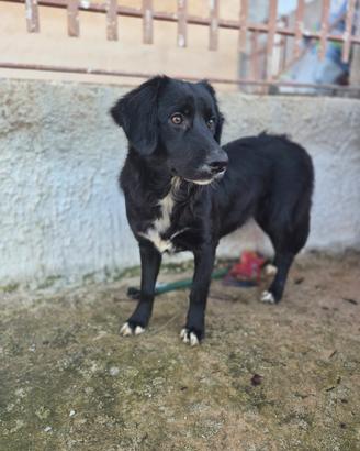 Raffaella Cucciola , taglia contenuta