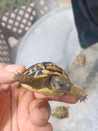 Tartaruga di terra