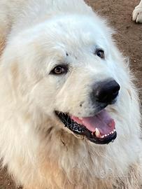 Disponibile Pastore maremmano ?