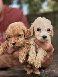 Maltipoo mini/toy