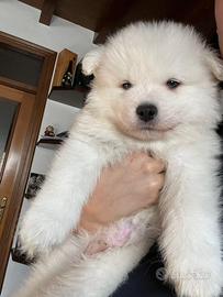 Splendidi cuccioli di samoiedo