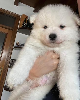 Splendidi cuccioli di samoiedo