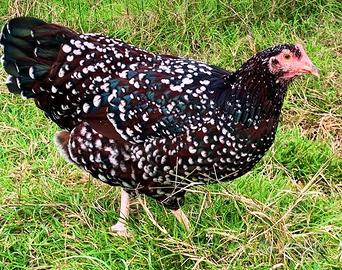 Galline Sussex