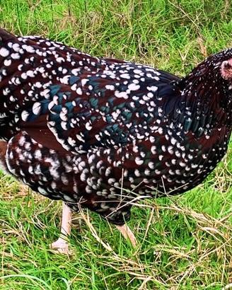 Galline Sussex