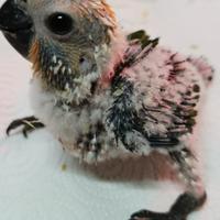 Pulli di Conuro jandaya