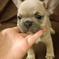 Bulldog francese femmina
