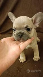 Bulldog francese femmina