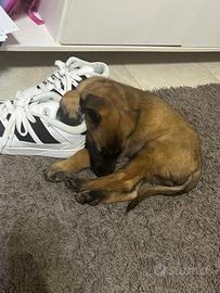 Pastore belga malinois