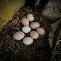 Galline u.o.v.a