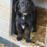 VANJA, scricciola impaurita in canile TG PICCOL