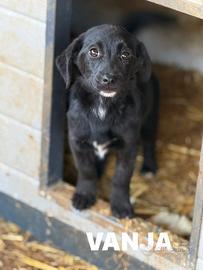 VANJA, scricciola impaurita in canile TG PICCOL