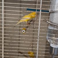 Canarini da canto malinois