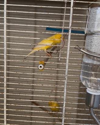 Canarini da canto malinois