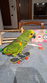 Amazzone fronte blu e Caicco testa nera