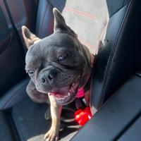 Bulldog francese femmina