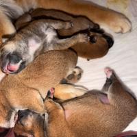 Cuccioli di shiba inu