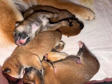 Cuccioli di shiba inu