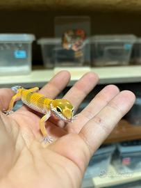 Geco leopardino