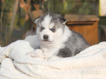 Cucciola di husky