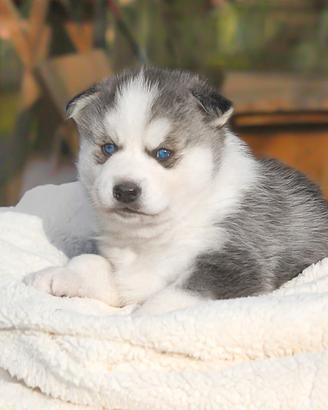 Cucciola di husky