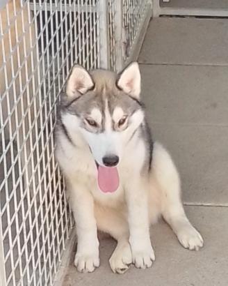 Cucciolo di Siberian Husky