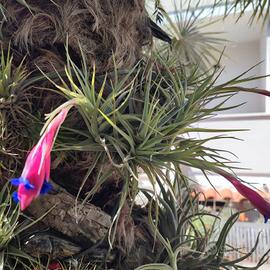 Tillandsia Aeranthos in fiore