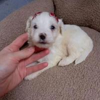 Maltipoo cucciola taglia piccola