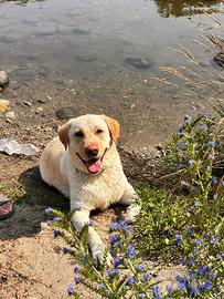Labrador Retriever