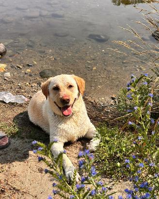 Labrador Retriever