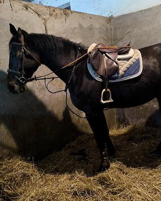 Cavalli e puledri