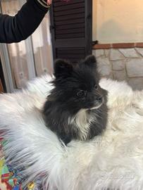 Cucciola spitz tedesco nano nera