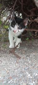 Gattina
