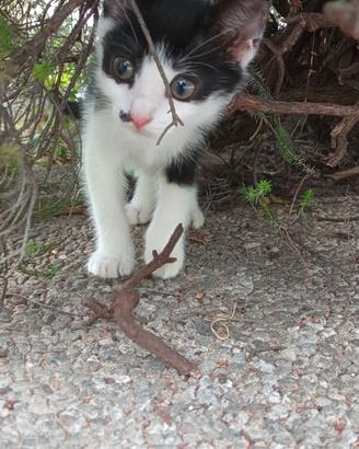 Gattina