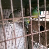 Parrocchetti dal Groppone